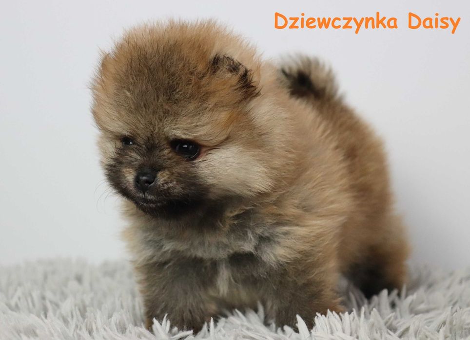 Pomeranian-szpic miniaturowy, Rodowód