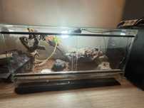 Agama Brodata z Terrarium komplet