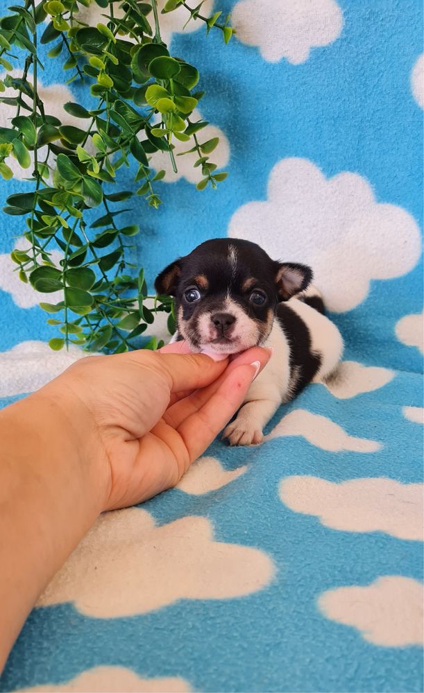 Bonequinho Chihuahua/Chiuaua. LinhagemRussa