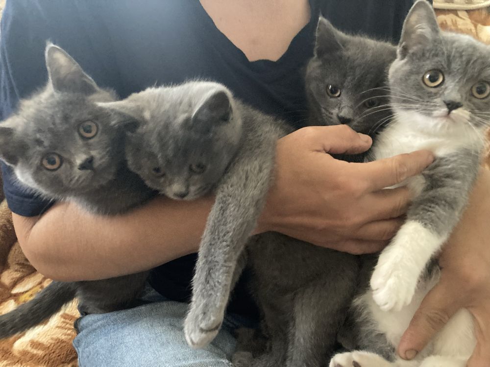 Котята в добрые руи.