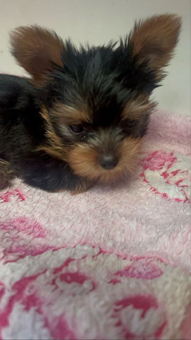 Йоркширський терьєр