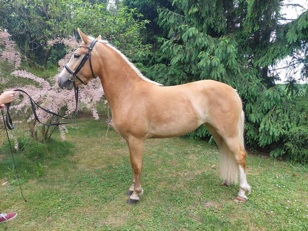 Kuc grupy D 6 letnia haflingerka