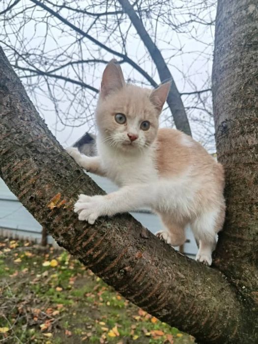 Котики Кошенята Миронівка Київська обл.