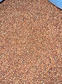 Sorgo czerwone 25 kg