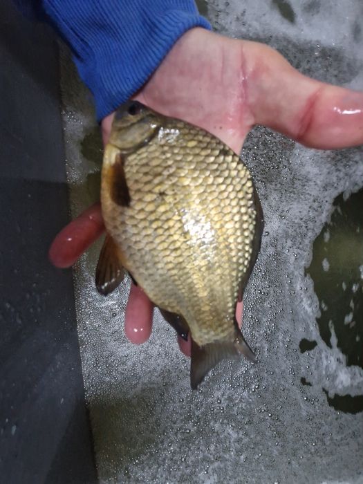 Narybek karsia Polski Karaś złoty