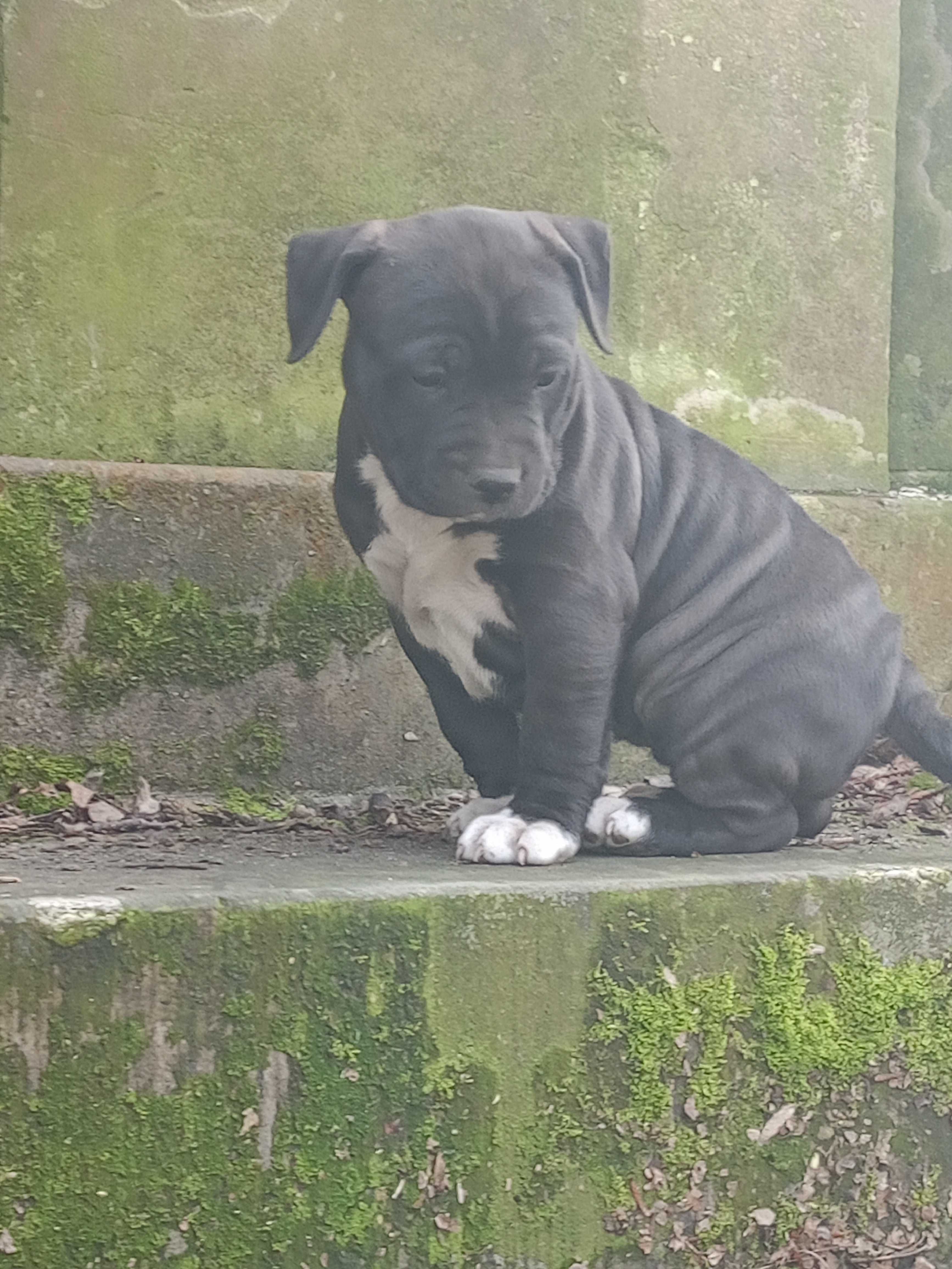 American Staffordshire Terrier Amstaff