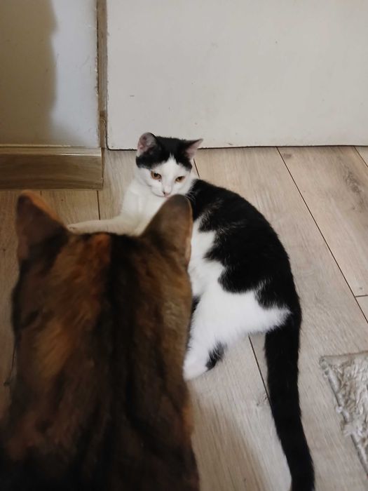 Truskawka potrzebuje domku na całe życie!!!