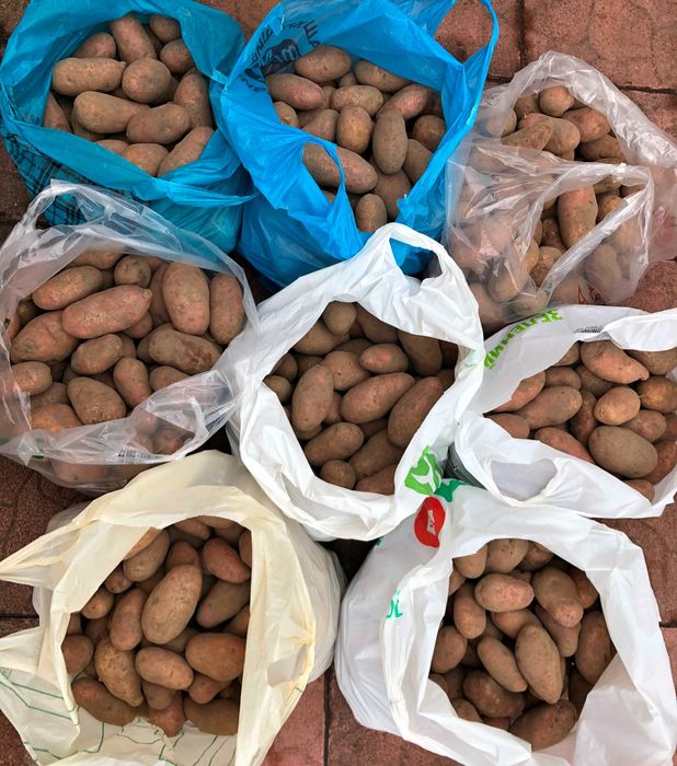 Картопля картошка картофель велика