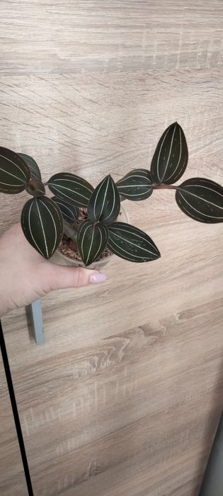 Дорогоцінна орхідея людізія