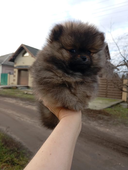 Два мини братика померанского шпица