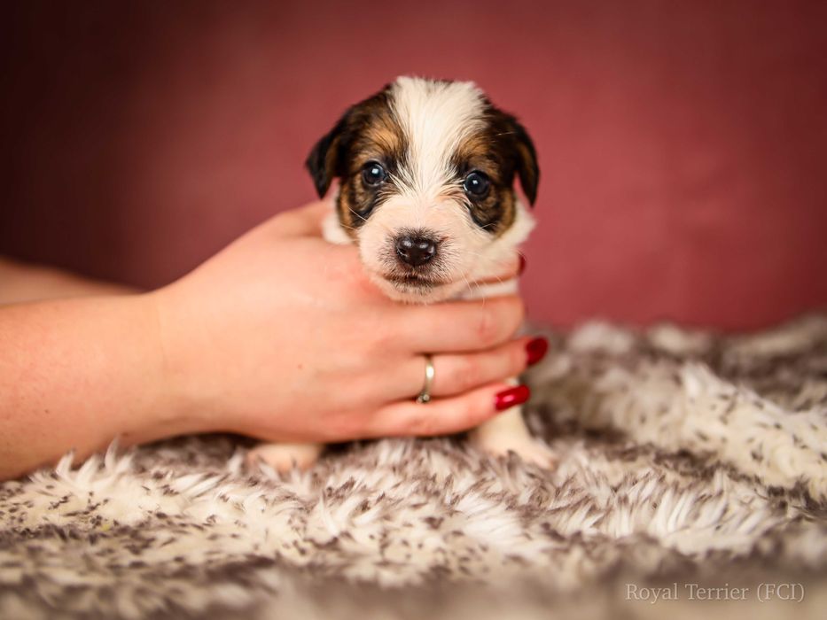 Suczka szorstkowłosa Jack Russell terrier ZKWP/FCI Mamba