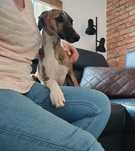 Chart angielski whippet FCI