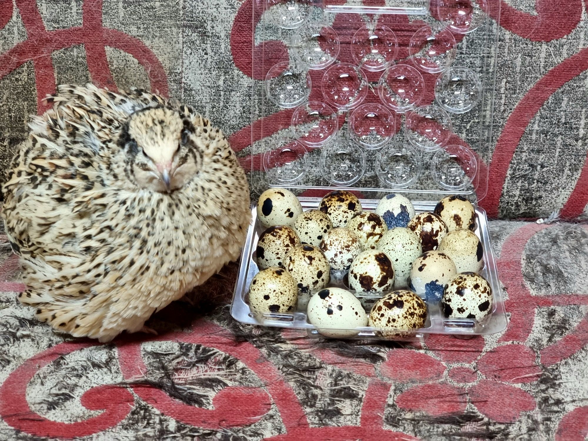 Jaja jajka jajeczka przepiórcze przepiórki LĘGOWE odmiany nioski MIX