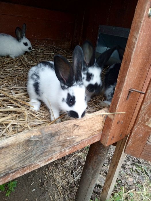 Sprzedam młode króliki