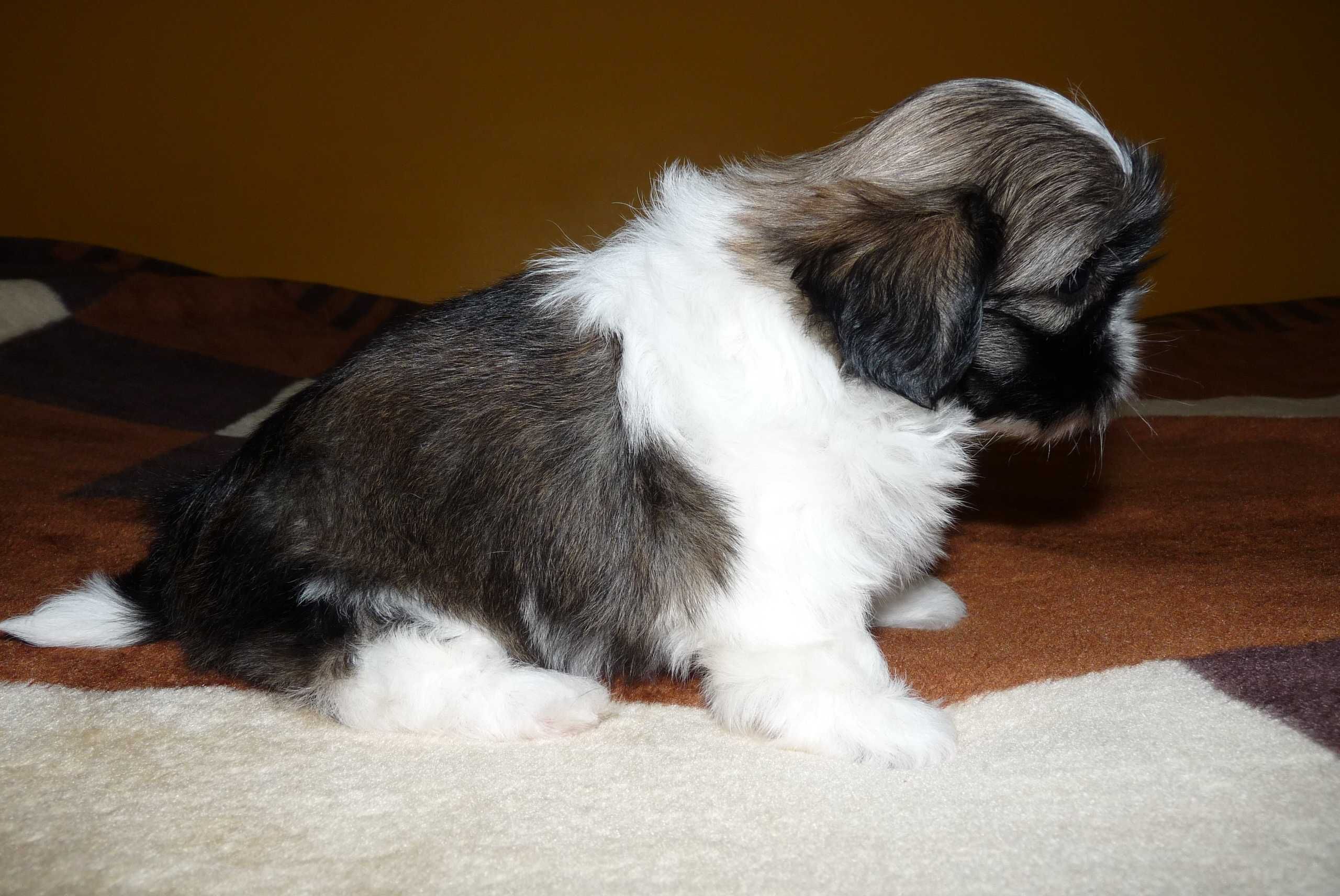 Shih Tzu, suczka Wiki do odbioru od 15 sierpnia.