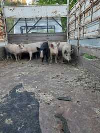 Porcos para venda