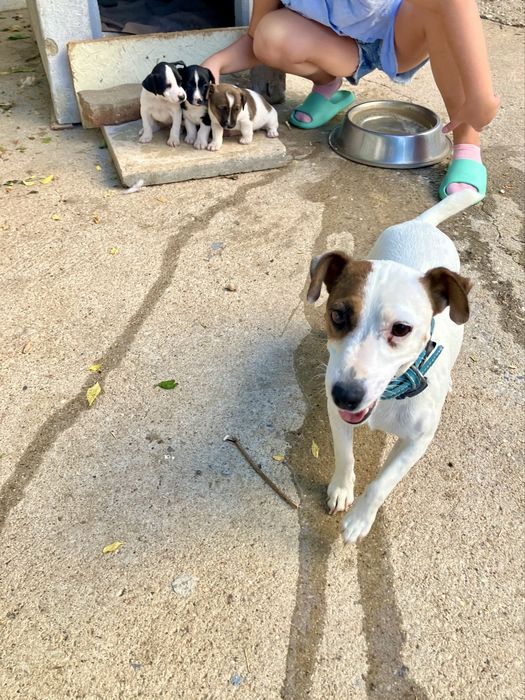 Ninhada jack Russel
