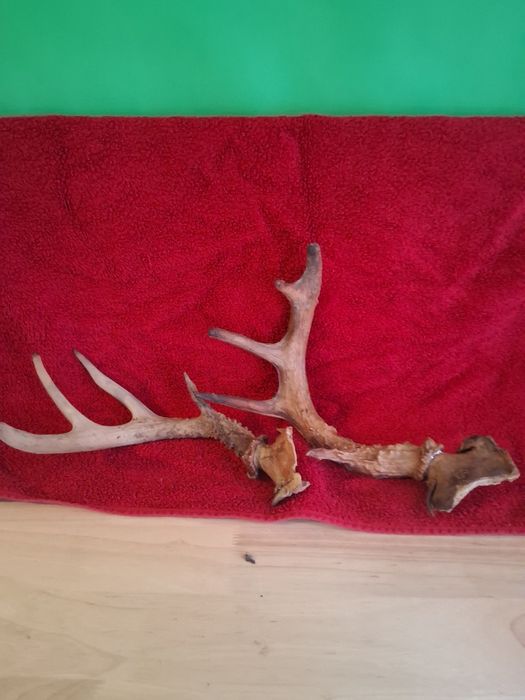 Mam do sprzedania dwa rogi jelenia 35 cm
