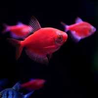 Тернеція GLO  червона рибка акваріумна