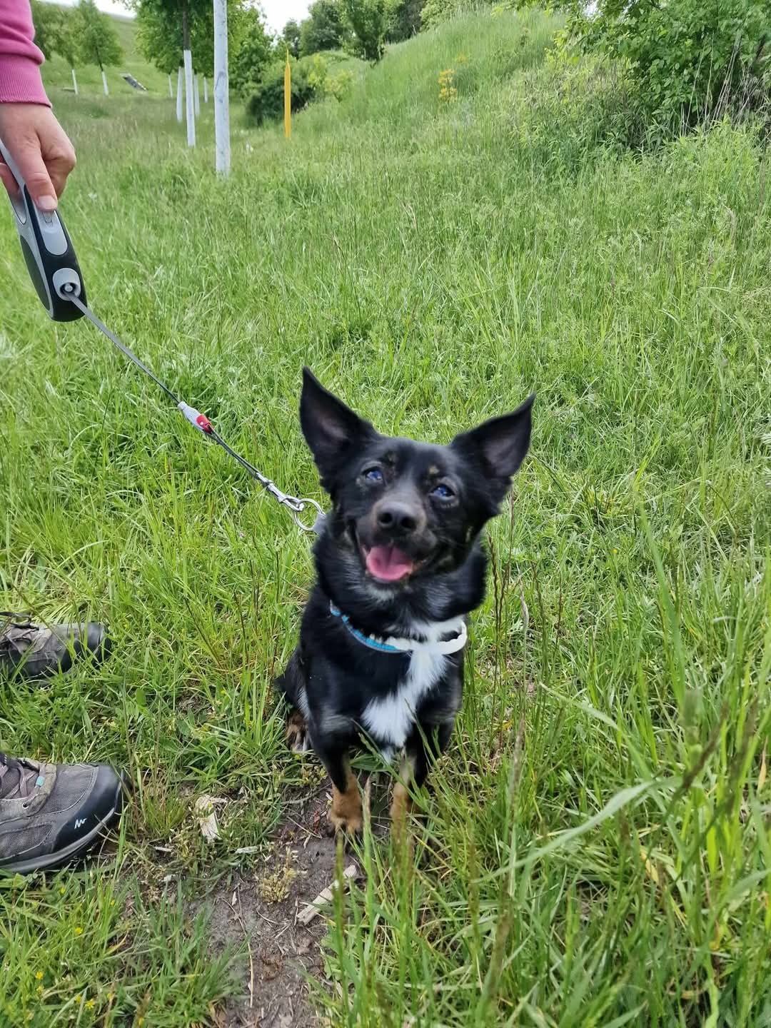 Młody, mały piesek Abi do adopcji!