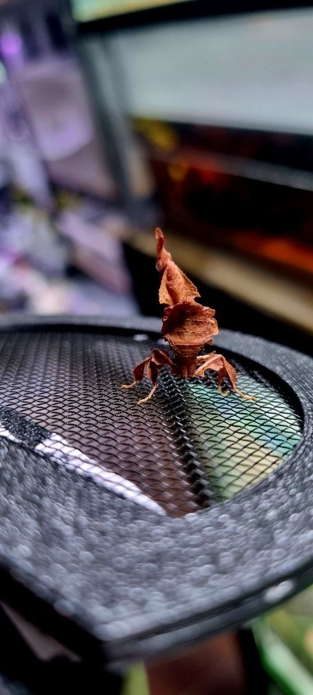 Modliszka liściogłowa (phyllocrania paradoxa)