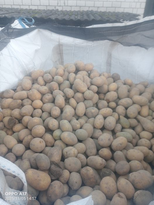 Sprzedam ziemniaki paszowe