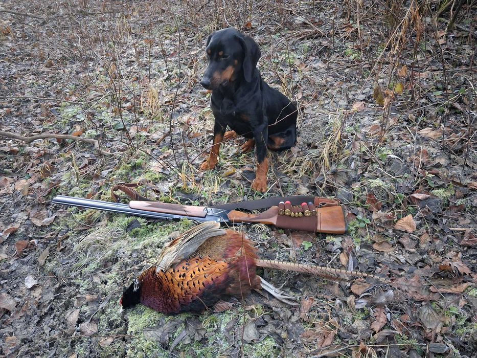 Gończy Polski Szczeniak