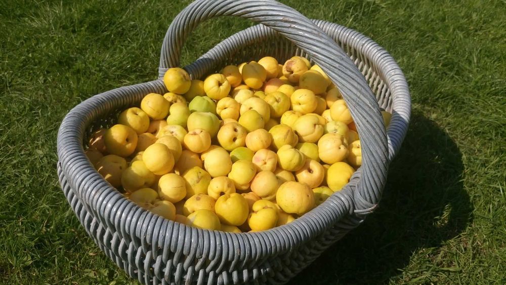 Pigwowiec Japoński EKOLOGICZNY - duży 4cm+ CERTYFIKAT! ( nie pigwa )