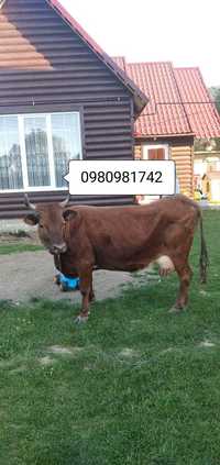 Продам корову після телятка калинка