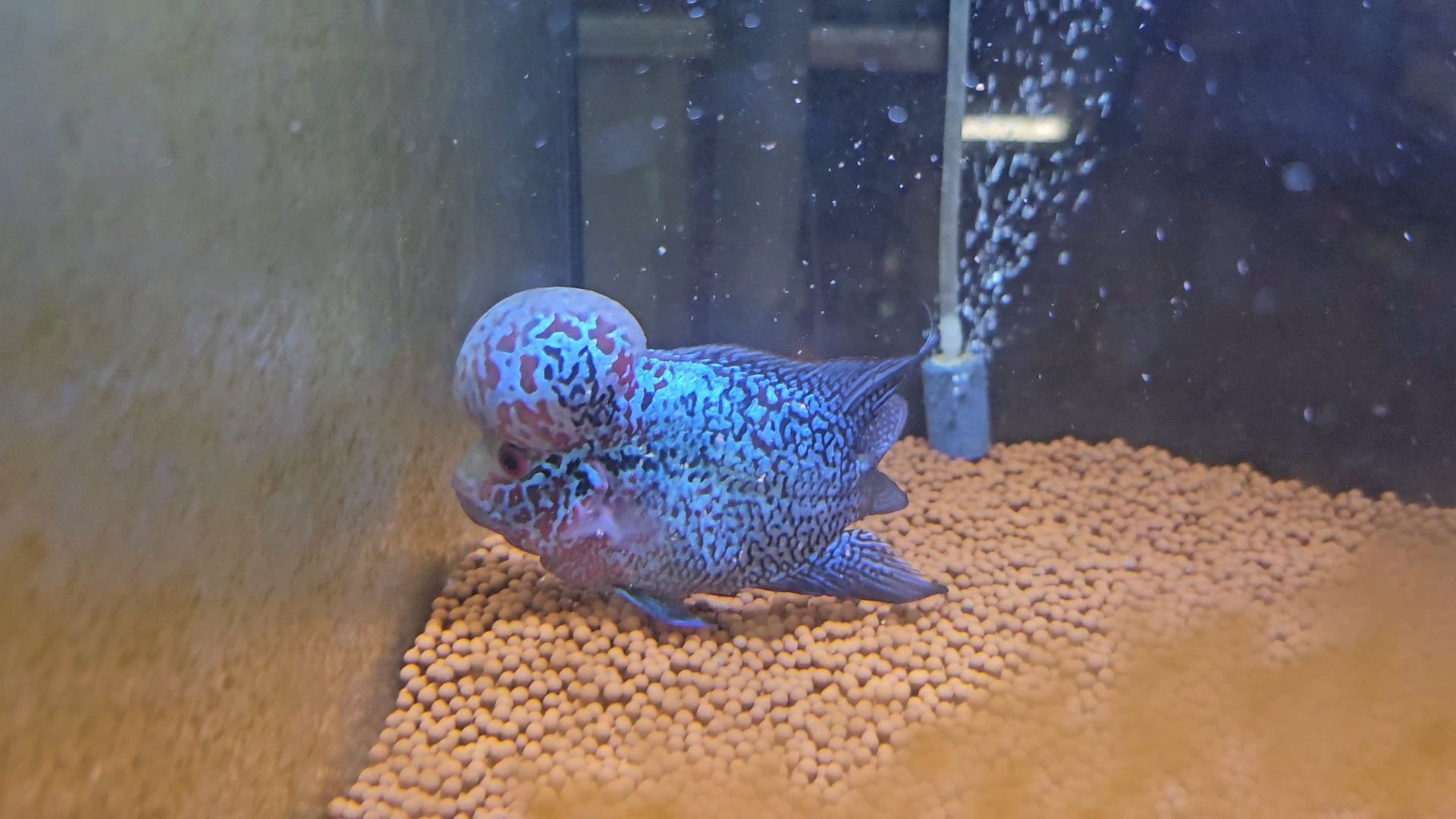 Flowerhorn 14/15cm