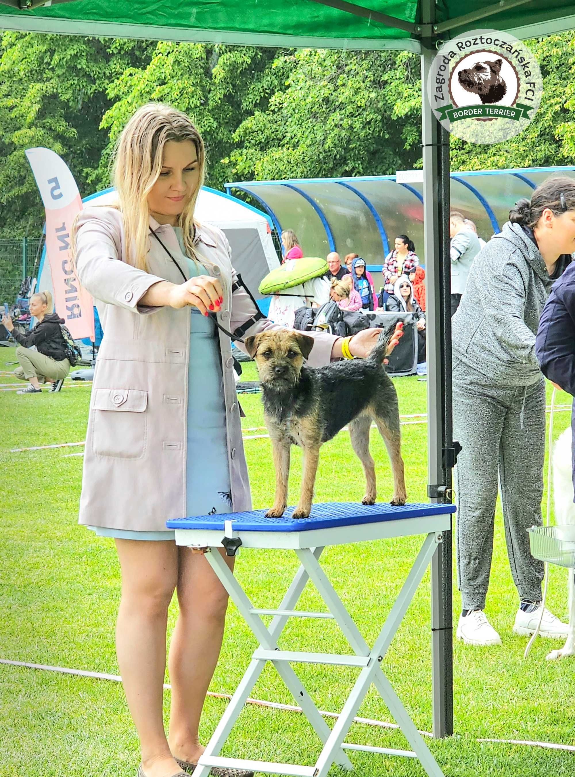 Border Terrier FCI, ZKwP - REZERWACJA LATO 2024 - hodowla z miłością!