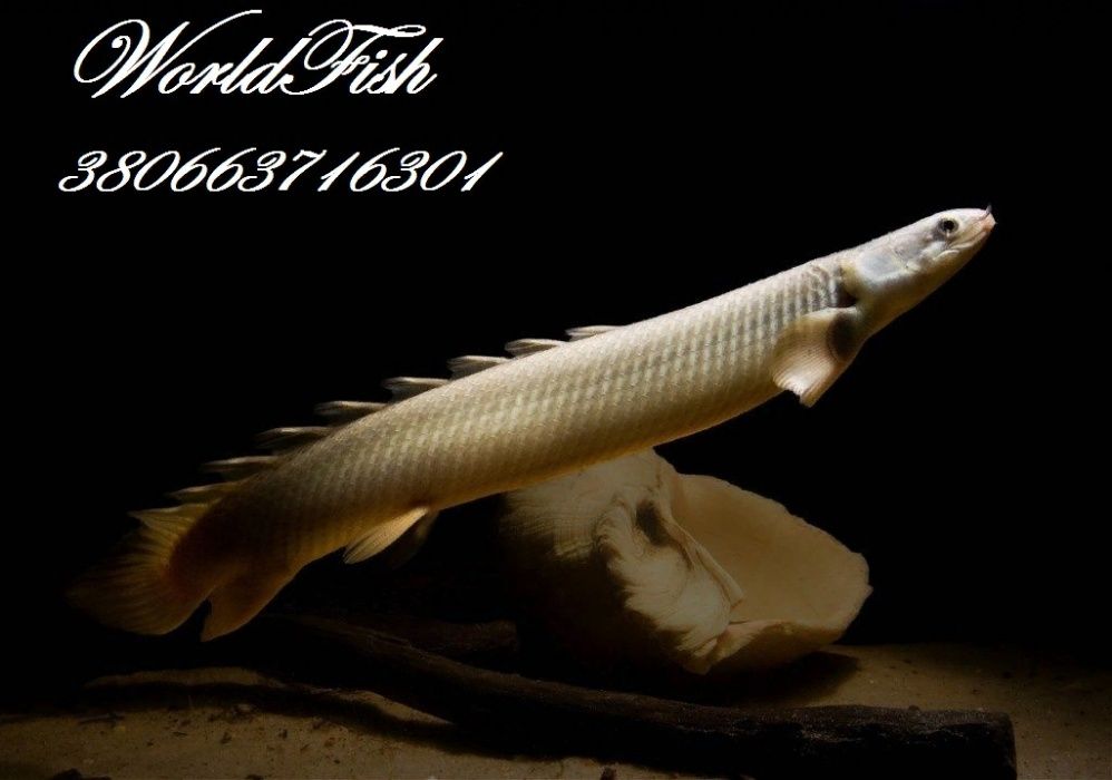 ТРЕХГИБРИДНЫЙ ПОПУГАЙ(англ. blood parrot cichlid) 7cm