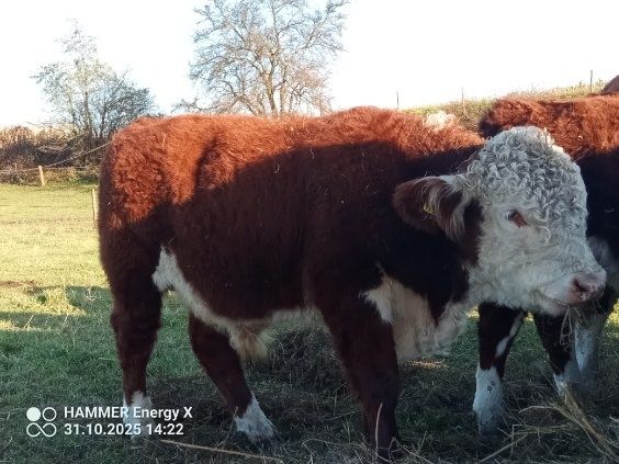 Sprzedam byka i jałówkę