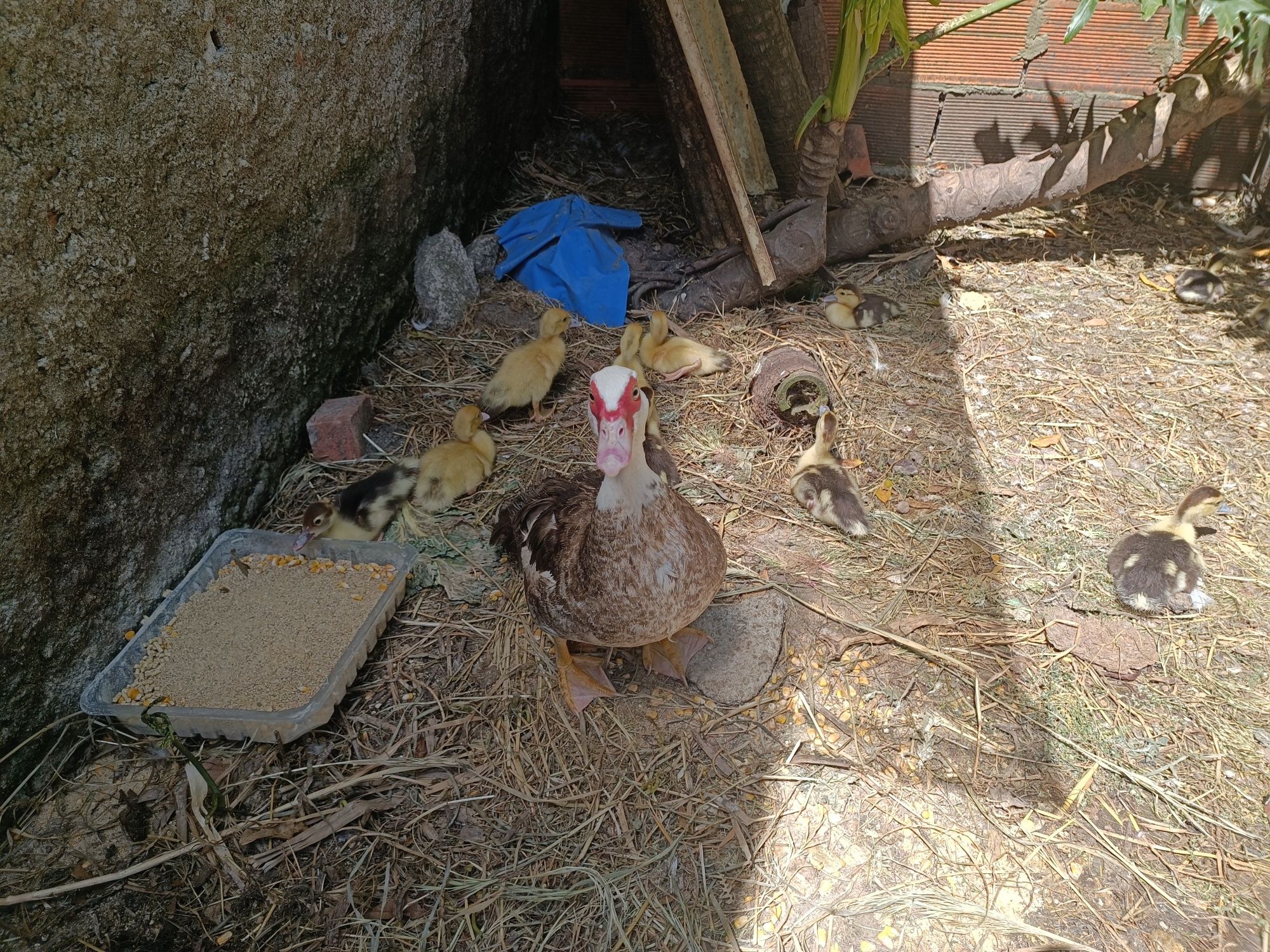 Patos mudos adultos e crias para venda ou troca