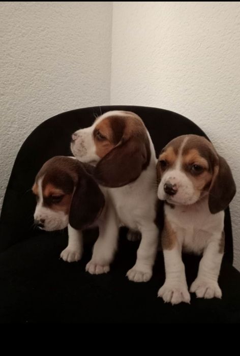 Beagle szczenięta