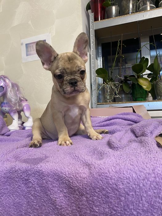 Дівчинка французький бульдог