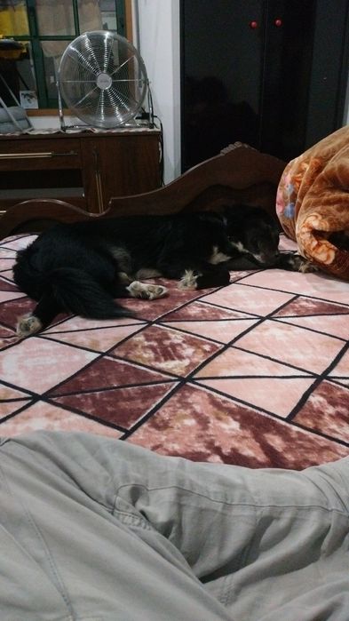 Cão para adoçao urgente