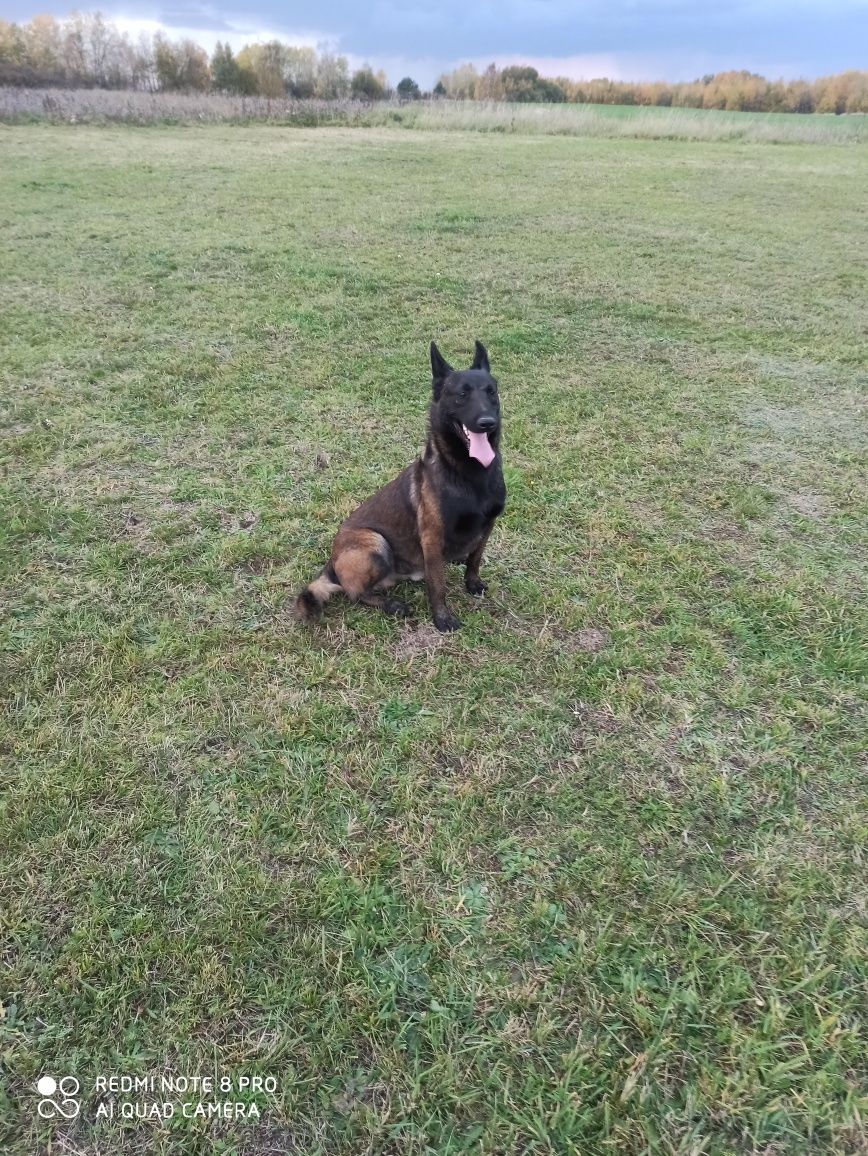 Owczarek belgijski malinois fci