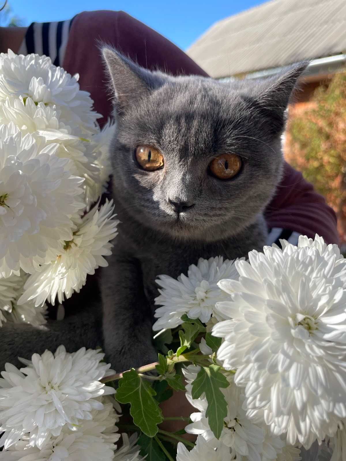 Продаються кошенята ( котята ), кошка, кішка