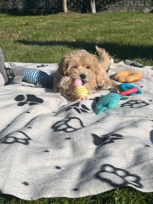 Хлопчик мальтіпу Ф1 міні