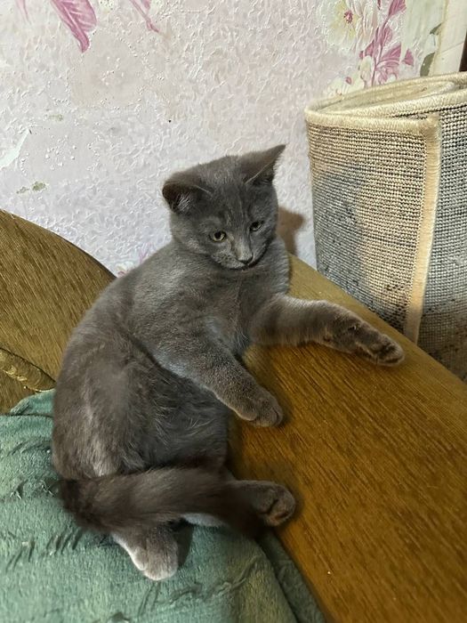 Котик в добрі руки