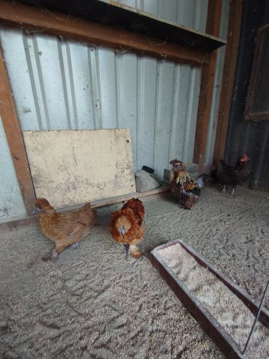 Silki jedwabiste lokowane i satynowe