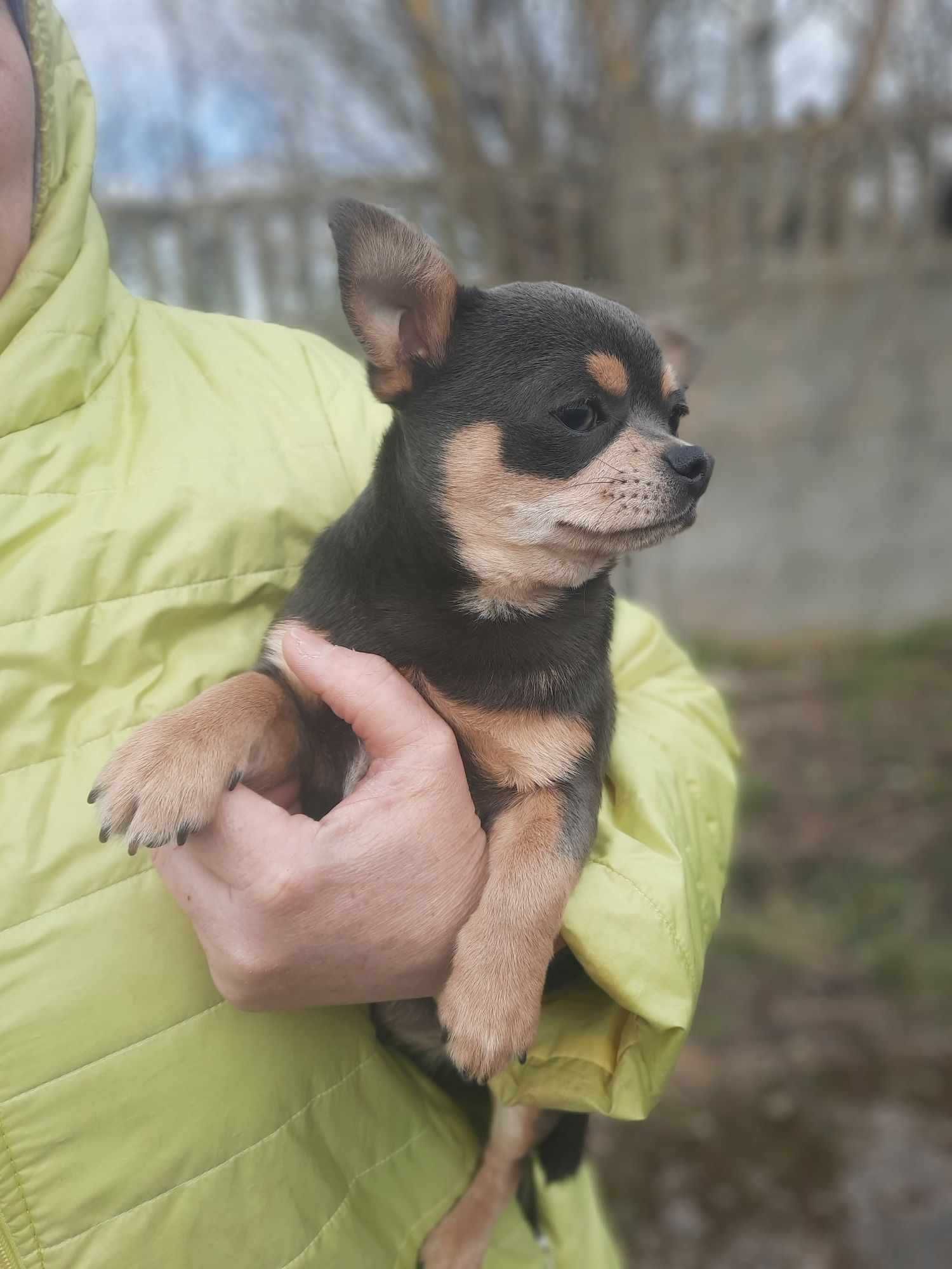 Chihuahua chłopiec niebieski krótkowłosy