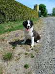 Border collie FCI ZKwP suczka