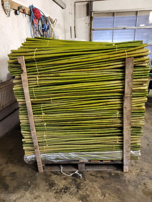 Podkładka wierzby do szczepień 120cm , odporna na choroby !