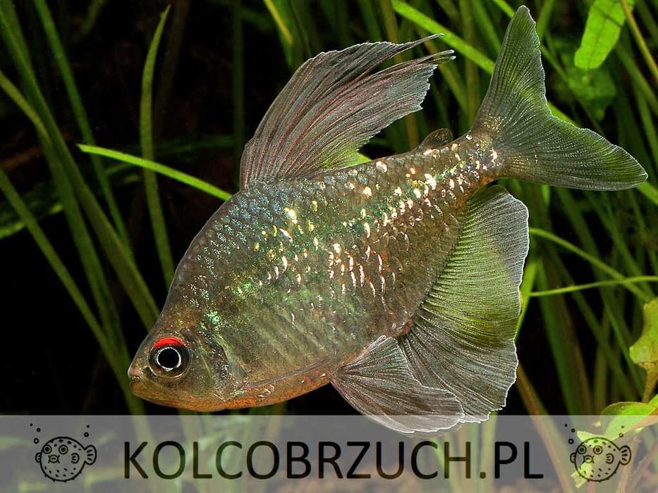 Błyszczyk brylantowy - Moenkhausia pittieri - dowóz, wysyłka