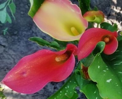 ЇїКали каллы клубні