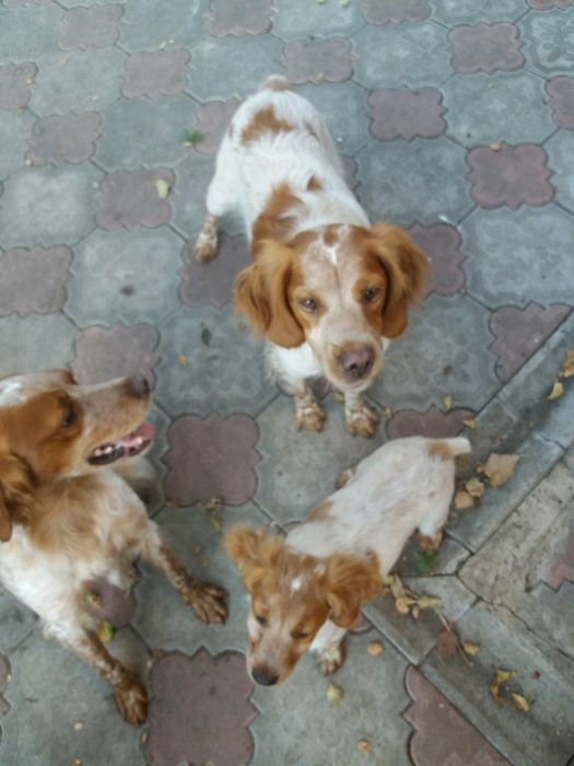 Продам  дорослу робочу лягаву Французьку спанієль