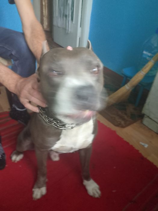 Ищем невесту нашему кобелю