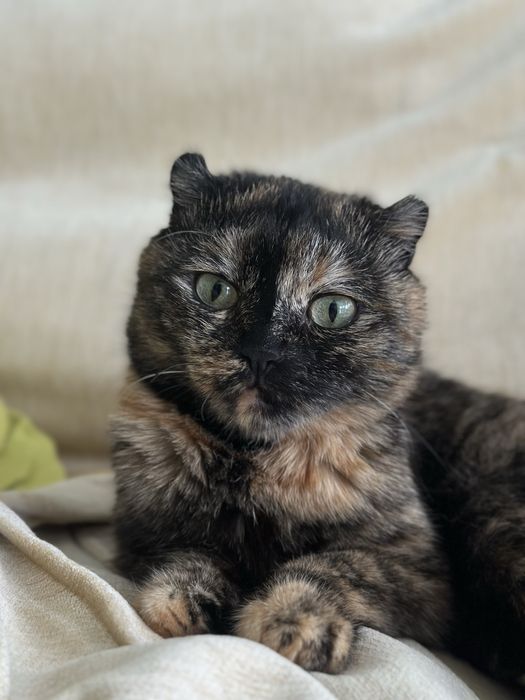 Кошенята шукають сімʼю